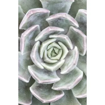 Obraz Plakát Sukulent bez rámu 53 x 81 cm