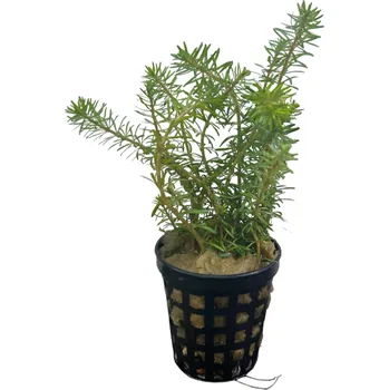 Akvarijní rostlina Rotala wallichii