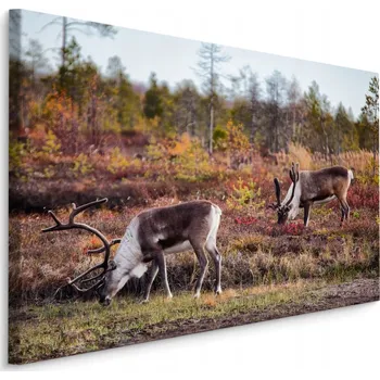 Obraz Obraz na plátně LES Stromy Jeleni Krajina 30x20