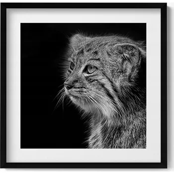 Obraz Dekorativní nástěnný obraz do pokoje Rys divoká kočka v černé a bílé barvě 50x50 cm