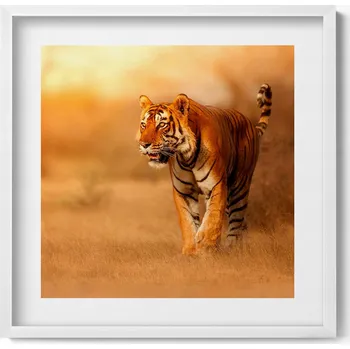 Obraz Elegantní obraz v bílém rámu Divoký tygr na lovu 50x50 cm