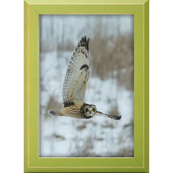 Obraz RÁMEČEK NA FOTKY ZELENÝ RÁM 50x60 CM