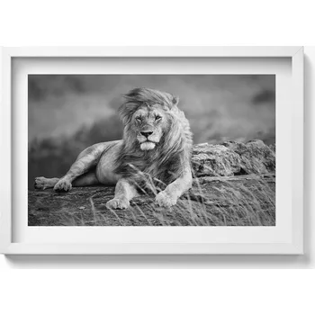 Obraz Dekorace obraz s grafikou v krásném rámu Majestátní zvíře lev 60x40 cm