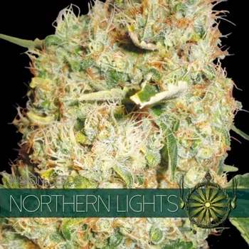 Pěstitelství Vision seeds Northern Lights Počet ks Feminizované: 3+1