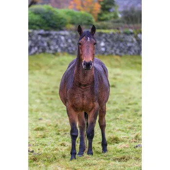 Obraz Plakát Kůň na poli bez rámu 30 x 45 cm