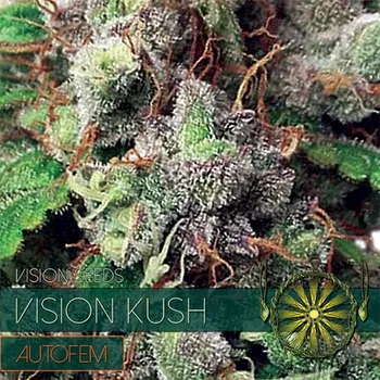 Semeno Vision seeds Vision Kush AUTO Počet ks Feminizované: 3+1