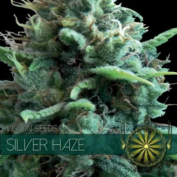 Pěstitelství Vision seeds Silver Haze Počet ks Feminizované: 3+1