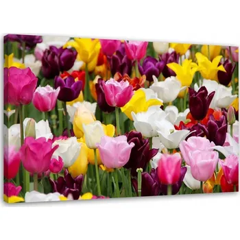 Obraz OBRAZ NA ZEĎ Tulipány Louka Květiny 60x40