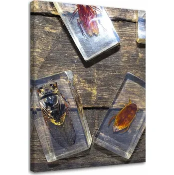 Obraz Obraz na plátně, Hmyz ve skle 40x60