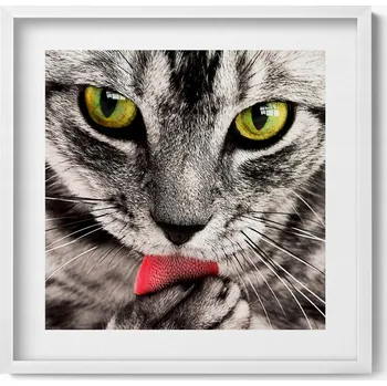 Obraz Dekorativní nástěnný obraz v rámu s grafikou Šedé kotě kočičí oči 50x50 cm
