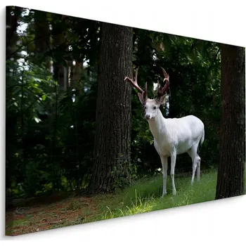 Obraz Obraz na plátně JELEN Albinos Les Příroda 70x50