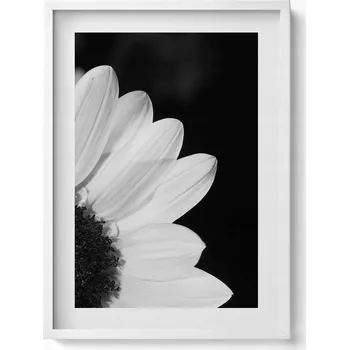 Obraz Dekorativní obraz v rámu do obýváku Květiny sedmikrásky v černé a bílé 50x70 cm