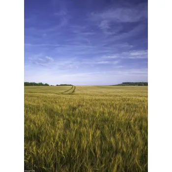 Obraz Plakát Pšeničné pole na pozadí modré oblohy bez rámu 20,5 x 28,4 cm