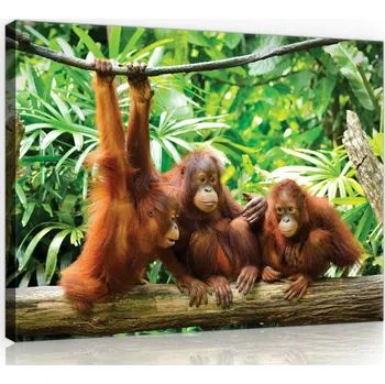 Obraz OBRAZ NA PLÁTNĚ CANVAS 100x75 ORANGUTAN DŽUNGLE