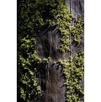 Obraz Plakát Mech na promenádě bez rámu 61 x 91,5 cm