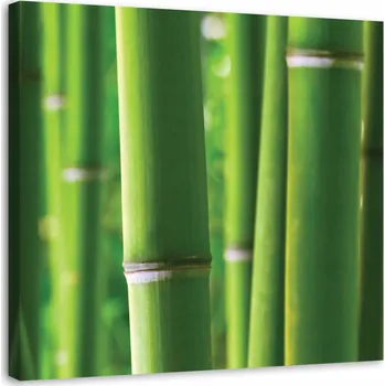 Obraz Obraz na plátně 60x60 zelený bambus rostliny