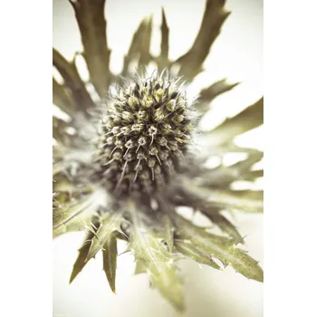 Obraz Plakát Detail květu bodláku bez rámu 20 x 30 cm