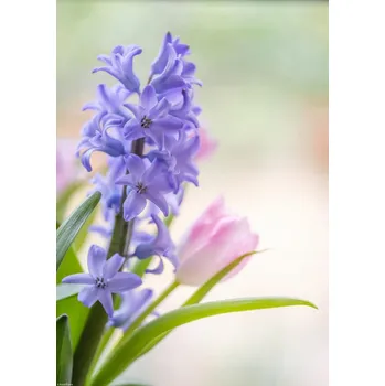 Obraz Plakát Hyacint a tulipány detail, bez rámu, 29,7 x 42 cm