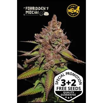 Semeno SeedStockers Forbidden Mochi Fast Počet ks Feminizované: 25