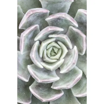 Obraz Plakát Sukulent bez rámu 40 x 60 cm