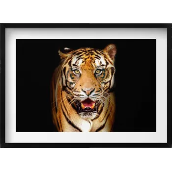 Obraz Dekorativní nástěnný obraz v rámu do obýváku Výrazný divoká kočka tygr 70x50 cm