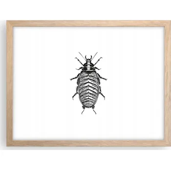 Obraz Obraz plakát v rámu světlý dub do obýváku 40x30 hmyz foto plakáty na zeď