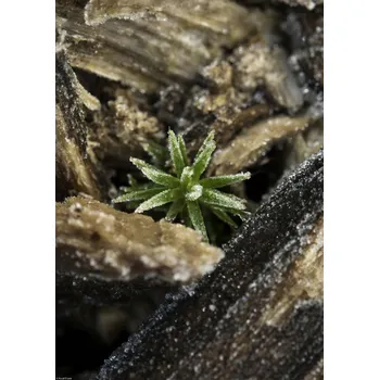 Obraz Plakát Kůra přírodního dřeva bez rámu 29,7 x 42 cm