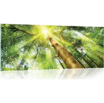 Obraz Skleněný obraz na skle LES STROMY příroda 3D 125x50