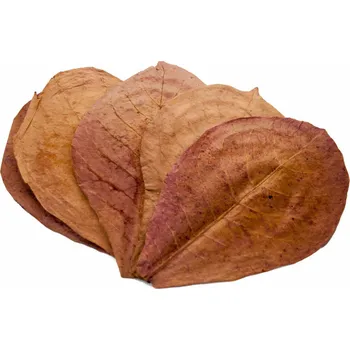 Akvarijní chemie Mandlovník mořský (Catappa leaves)