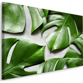 Obraz Nástěnný obraz LISTY Tropické Monstera 3D 70x50