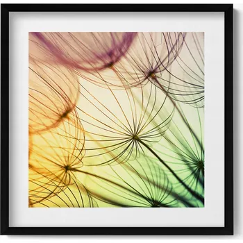 Obraz Obraz s černým rámem a grafikou na zeď Jemné chmýří pampelišky 50x50 cm