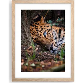Obraz Obraz plakát v rámu světlý dub do obýváku 30x40 leopard plakáty na zeď