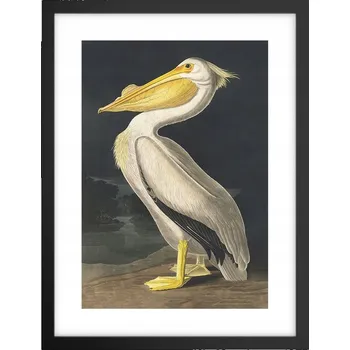 Obraz Obraz plakát v černém rámu do obýváku 30x40 pelikán foto plakáty na zeď