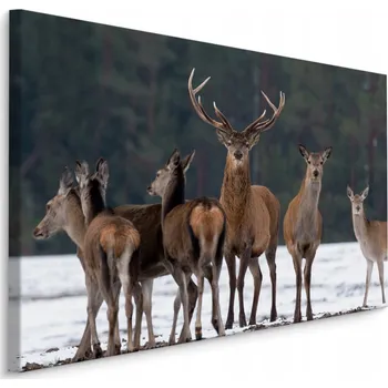 Obraz Nástěnný obraz JELEN Laně Zvířata Dekorace 70x50