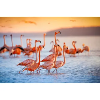 Obraz Obraz Na Plátně Ptáci Plameňáci 40x30