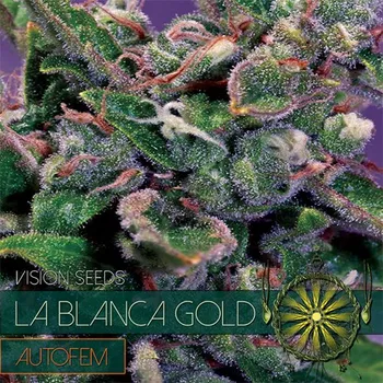 Pěstitelství Vision seeds La Blanca Gold AUTO Počet ks Feminizované: 3+1