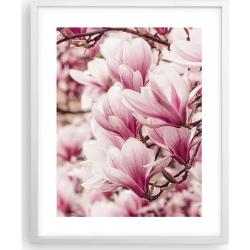 Obraz Obraz, plakát v bílém rámu 40x50 cm – magnolie, foto plakáty do obýváku