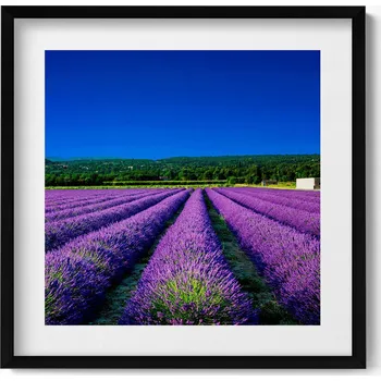 Obraz Ozdobný nástěnný obraz v rámu s grafikou Levandulové pole v Provence 50x50 cm