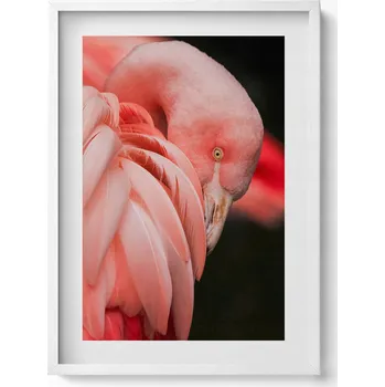 Obraz Nástěnný obraz v bílém rámu, dekorace interiéru Růžový pták plameňák 50x70 cm