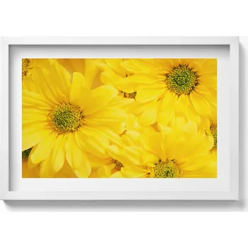 Obraz Dekorativní obraz v bílém rámu na zeď do obýváku Květiny okvětní lístky 60x40 cm