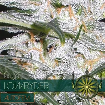 Pěstitelství Vision seeds Lowryder AUTO Počet ks Feminizované: 3+1