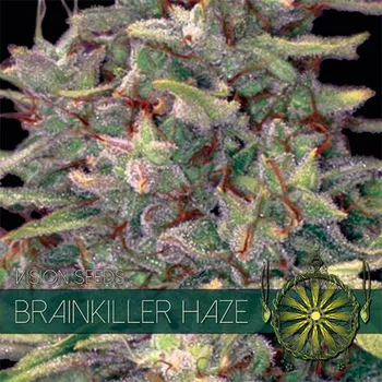 Semeno Vision seeds Brain Killer Haze Počet ks Feminizované: 3+1