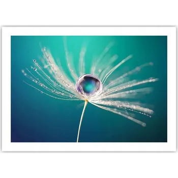 Obraz Plakát bez rámu do obývacího pokoje ložnice 70x50 pampeliška moderní módní obraz