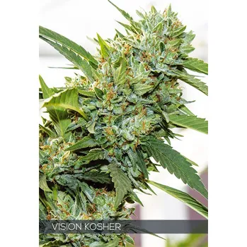 Semeno Vision seeds Vision Kosher Počet ks Feminizované: 3+1