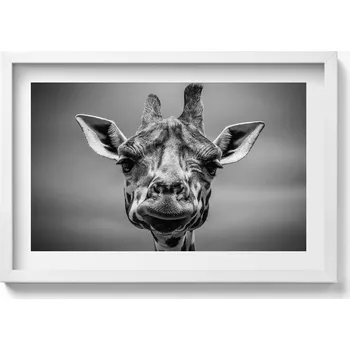 Obraz Obraz v bílém rámu nástěnná dekorace Černobílá hlava žirafy 60x40 cm