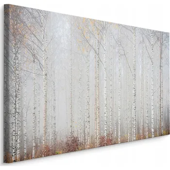Obraz Obraz březový les v mlze 70x50 /275811826
