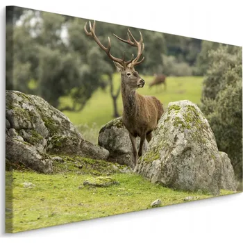 Obraz Obraz do jídelny JELEN skály rostliny dekorace 30x20