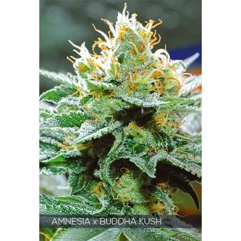 Semeno Vision seeds Amnesia x Buddha Kush Počet ks Feminizované: 3+1