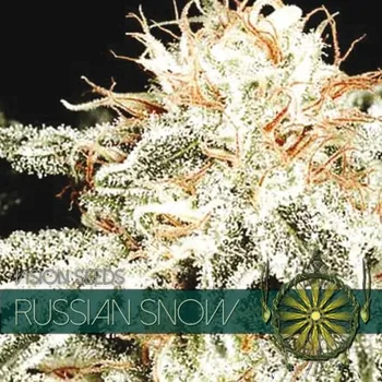 Pěstitelství Vision seeds Russian Snow Počet ks Feminizované: 3+1