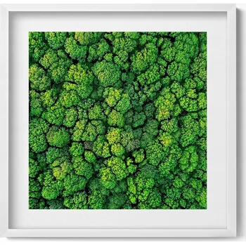 Obraz Moderní nástěnná dekorace obraz v bílém rámu Les z ptačí perspektivy 50x50 cm
